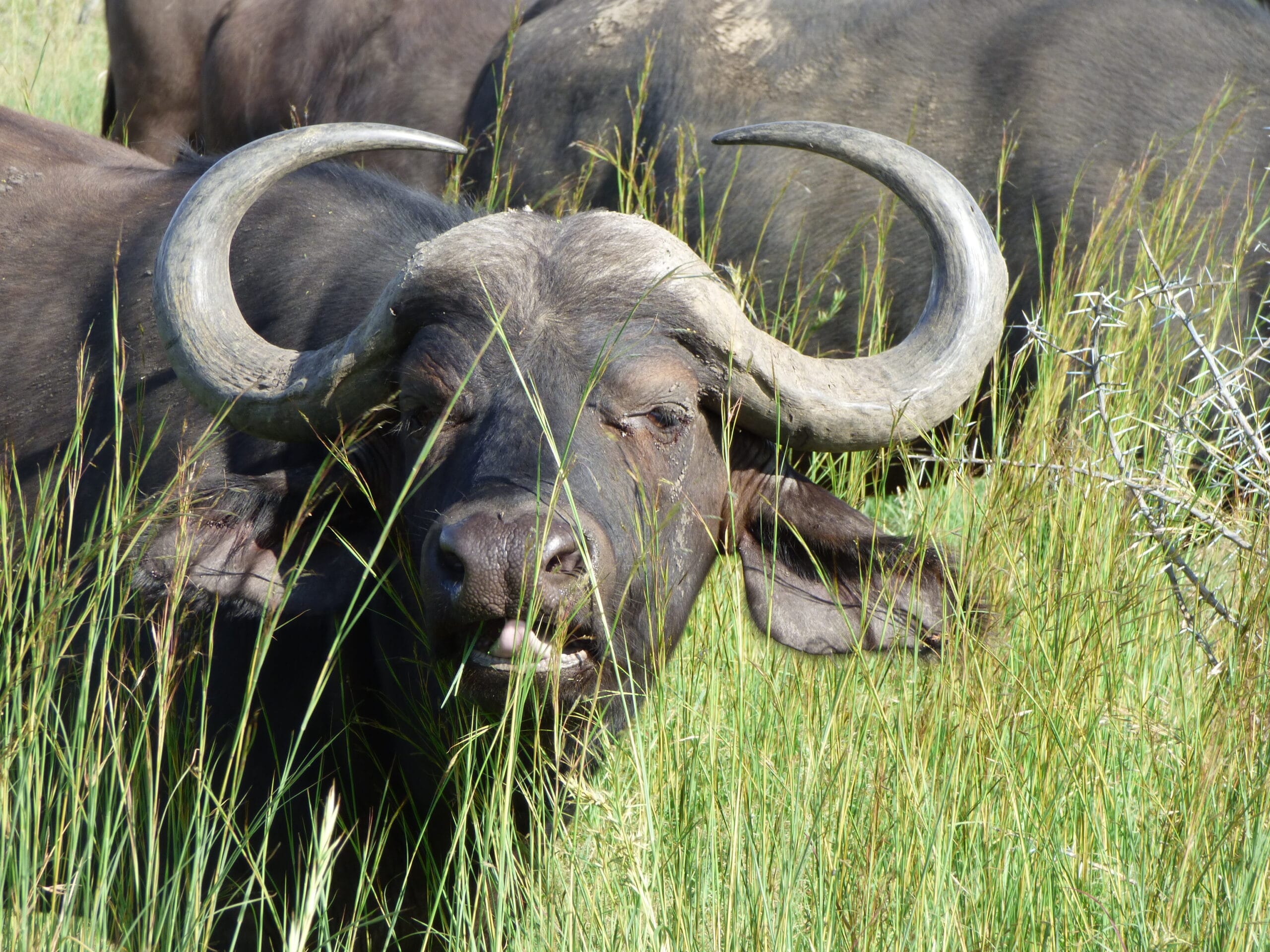 Sør-Afrika -“Et afrikansk eventyr” – 21. januar – 4. februar 2027